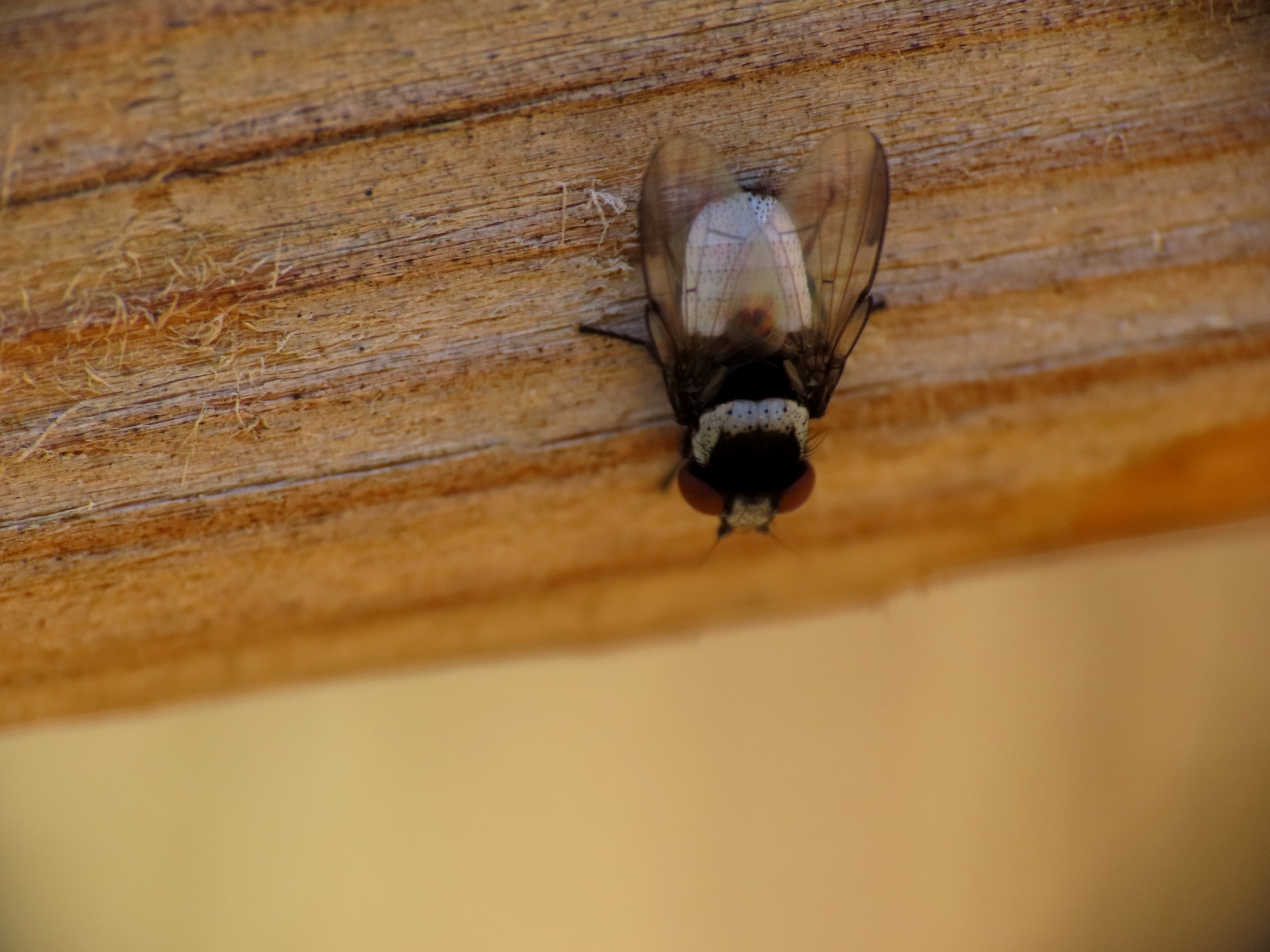 Milon Insects Milichiidae