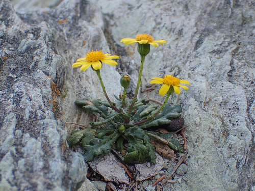 Overgaand kruiskruid (Senecio transiens)