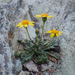 Senecio transiens - Photo (c) Matthieu Gauvain, some rights reserved (CC BY-NC), uploaded by Matthieu Gauvain
