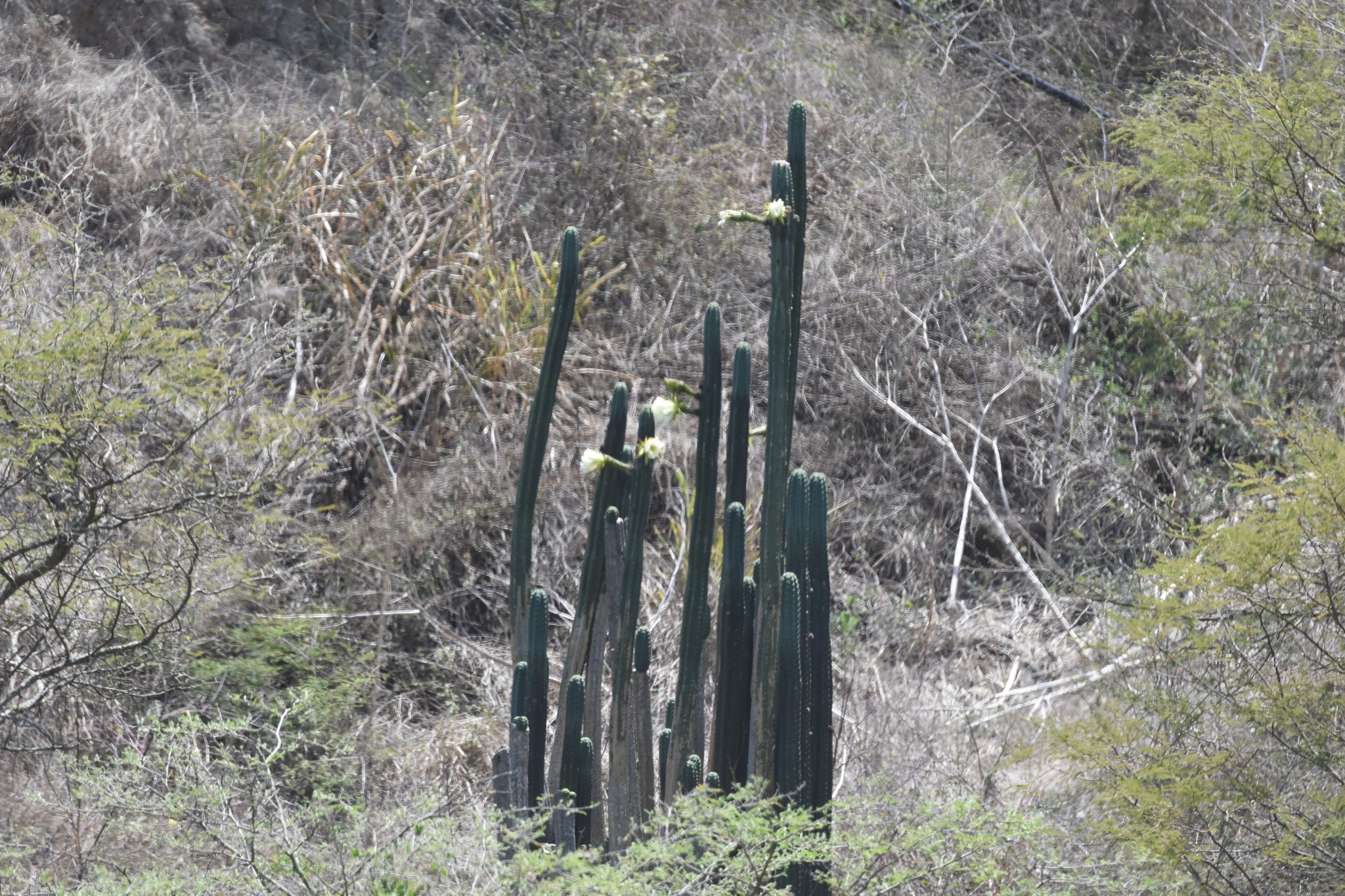 Trichocereus image