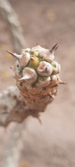 Euphorbia unispina image