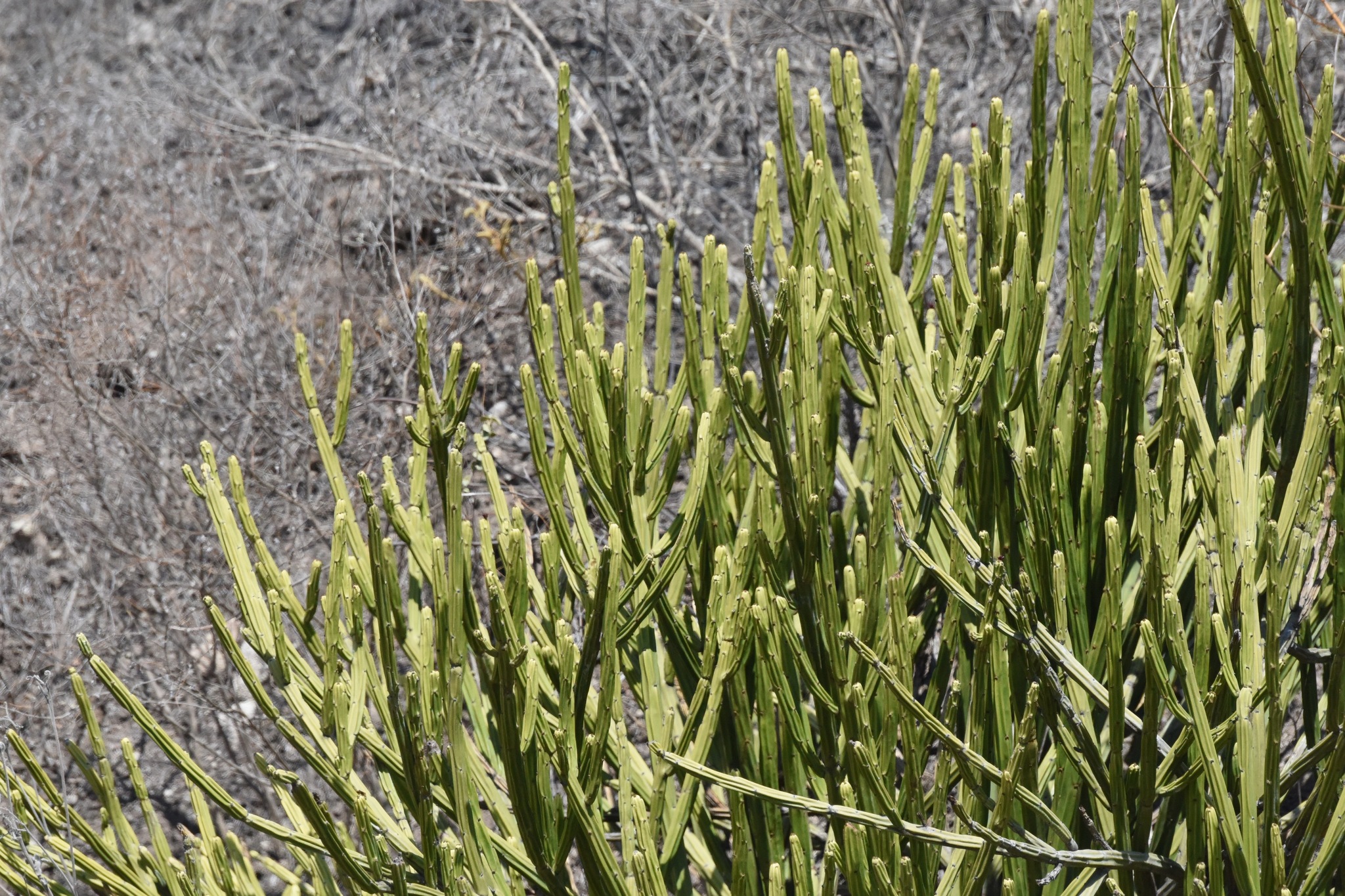 Euphorbia weberbaueri image