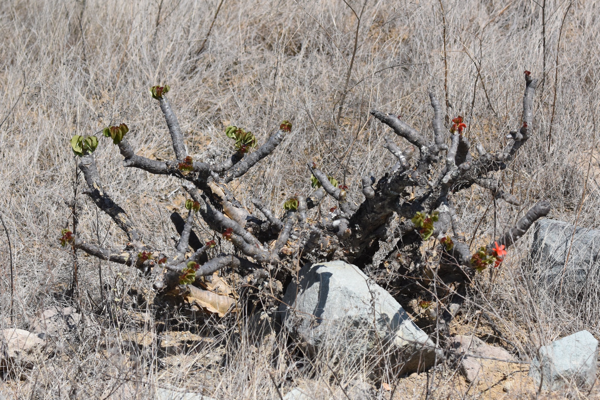 Jatropha macrantha image