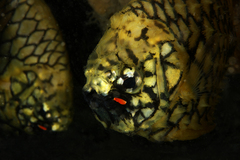 Cleidopus gloriamaris