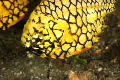 Cleidopus gloriamaris