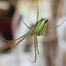 Leucauge auronotum - Photo (c) Dan Lee, some rights reserved (CC BY-NC), uploaded by Dan Lee