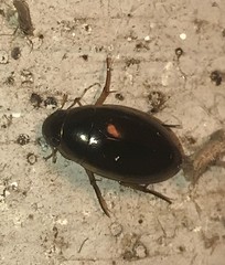 Tropisternus lateralis