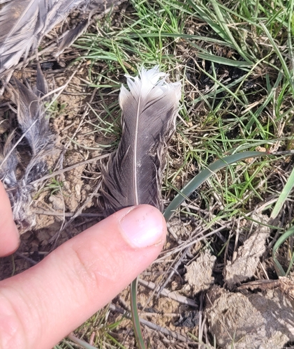 Plume de Alouette calandre