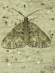 Hammaptera parinotata