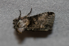 Abrostola microvalis