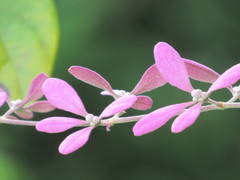 Congea velutina