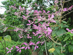 Congea velutina
