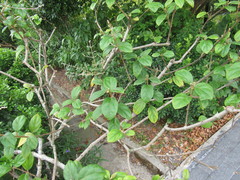 Congea velutina
