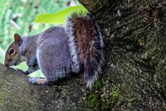 Sciurus carolinensis