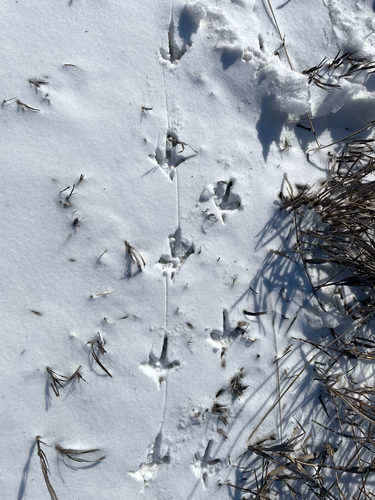 Ring-necked Pheasant