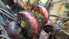 Blechnum brasiliense