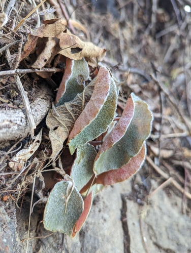 Image of Begonia peltata by no rights reserved