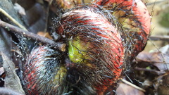 Blechnum brasiliense