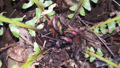 Blechnum brasiliense