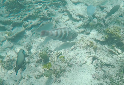 Chlorurus atrilunula observed 2022-09-09