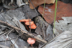 Cantharellus coccolobae