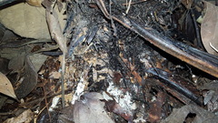 Blechnum brasiliense