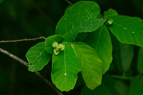 Annonaceae image