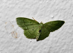 Chlorissa attenuata