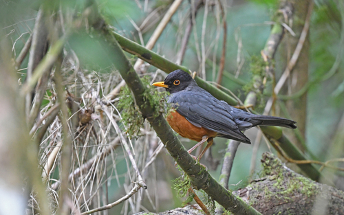 Chestnut-bellied Thrush (Turdus fulviventris), photo 5