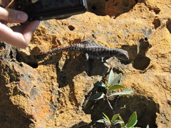 Oplurus cyclurus