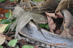 Anolis sagrei