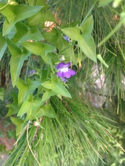 Maurandya antirrhiniflora