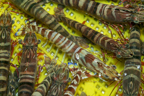 Marsupenaeus japonicus