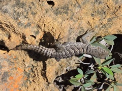 Oplurus cyclurus