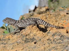 Oplurus cyclurus