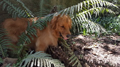 Blechnum brasiliense