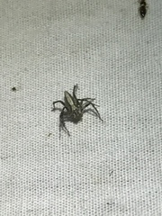 Oxyopes tridens