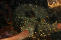 Sagmariasus verreauxi