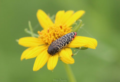 Acmaeodera haemorrhoa