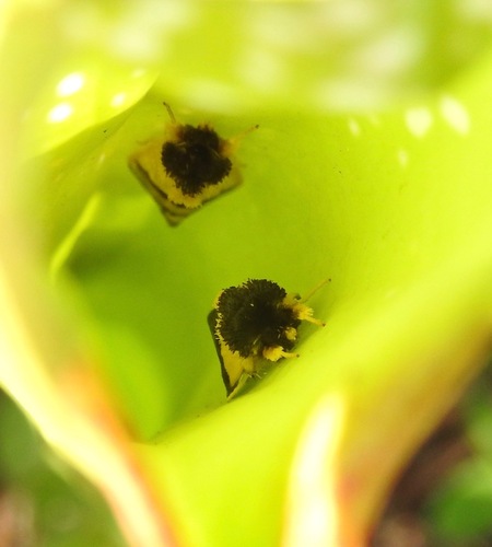 Pitcher Plant Mining Moth photo 2