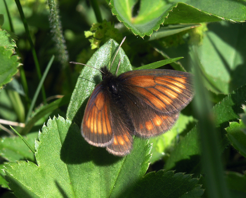Erebia kindermanni