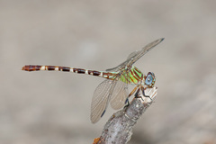 Erpetogomphus eutainia