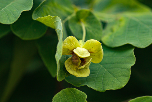 Monanthotaxis obovata image