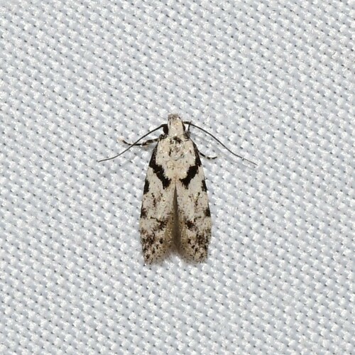 Pseudotelphusa basifasciella