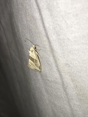 Plagiomimicus tepperi