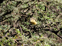 Stigmatura budytoides