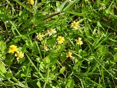 Acmella oppositifolia