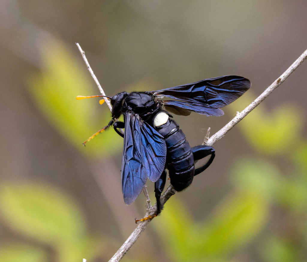 North American Elm Sawfly from Bladen County, US-NC, US on March 31 ...