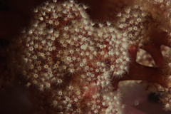 Dendronephthya australis