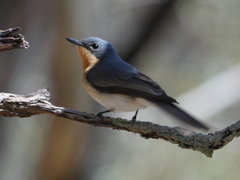 Leaden Flycatcher photo 2